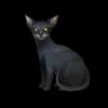 SaGa: Emerald Beyond - Cat Oriental Short Hair