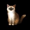SaGa: Emerald Beyond - Cat Birman
